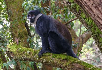 Ouganda 2019 Voyage en Ouganda de Francis et Muriel