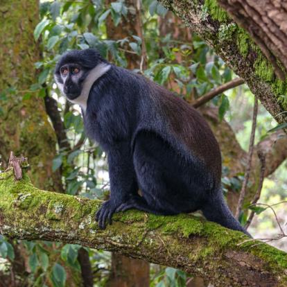 Ouganda 2019 Voyage en Ouganda de Francis et Muriel