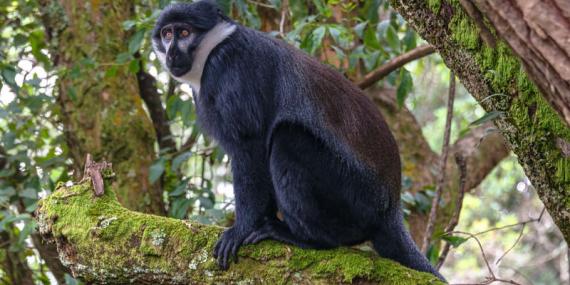 Ouganda 2019 Voyage en Ouganda de Francis et Muriel