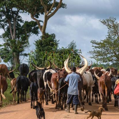 Ouganda 2019 Voyage en Ouganda de Francis et Muriel
