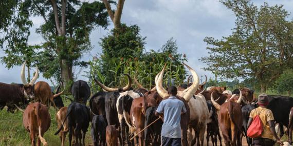 Ouganda 2019 Voyage en Ouganda de Francis et Muriel