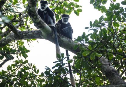Ouganda 2019 Voyage en Ouganda de Francis et Muriel