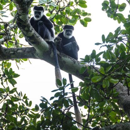 Ouganda 2019 Voyage en Ouganda de Francis et Muriel
