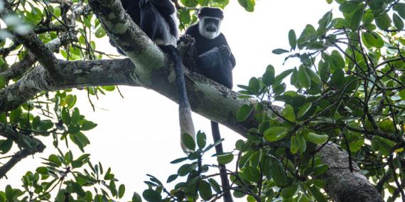 Ouganda 2019 Voyage en Ouganda de Francis et Muriel