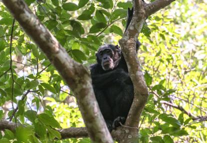 Ouganda 2019 Voyage en Ouganda de Francis et Muriel
