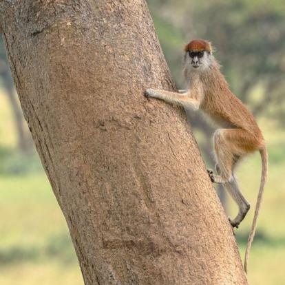 Ouganda 2019 Voyage en Ouganda de Francis et Muriel
