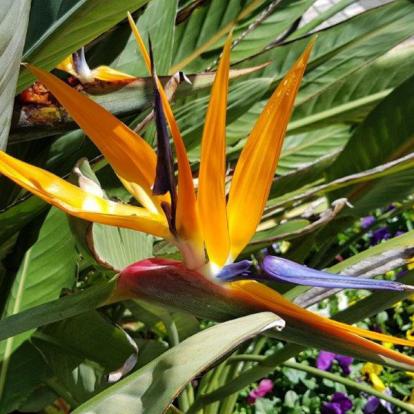 Le Bush en Fleur Voyage en Australie de Claude