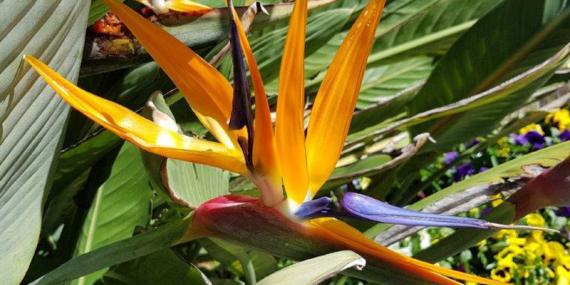 Le Bush en Fleur Voyage en Australie de Claude