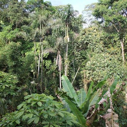 Equateur - Amazonie Voyage en Equateur de Christine T.