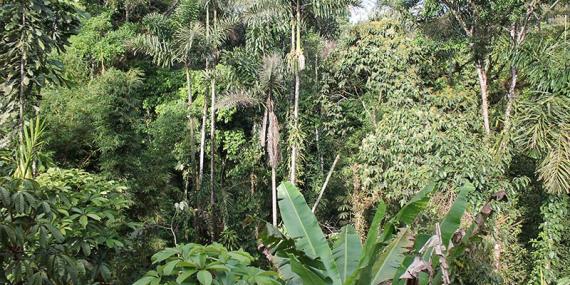 Equateur - Amazonie Voyage en Equateur de Christine T.