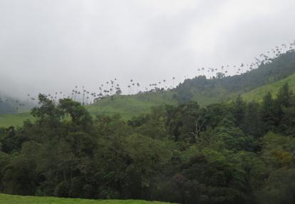 Cocora valley Voyage en Colombie de Mathieu et Elsa