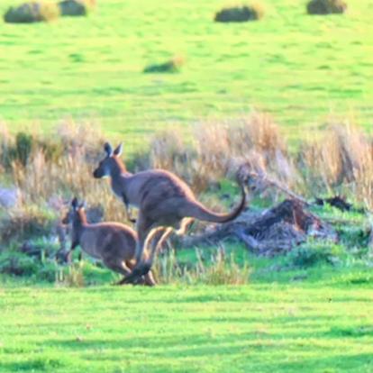 Des kangourous partout Voyage en Australie de Stéphane M.