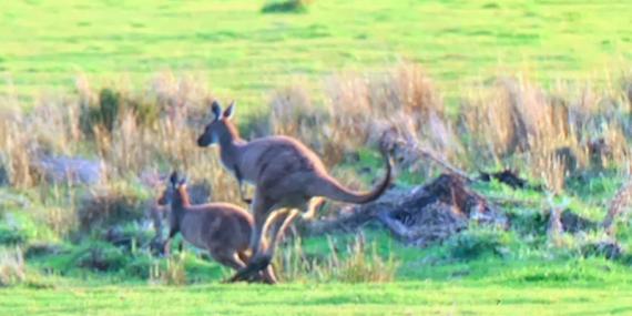 Des kangourous partout Voyage en Australie de Stéphane M.
