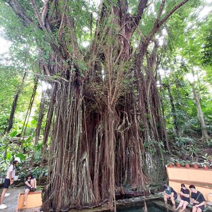 Arbre ancestral Voyage aux Philippines de Valérie A.