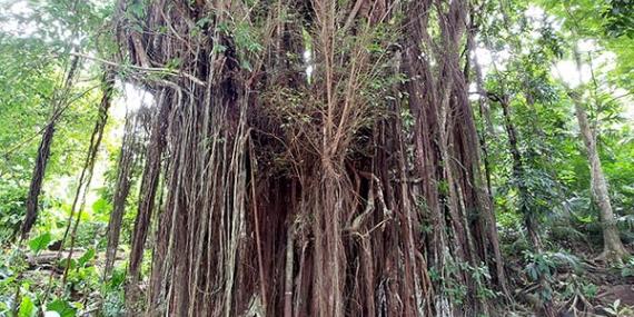 Arbre ancestral Voyage aux Philippines de Valérie A.