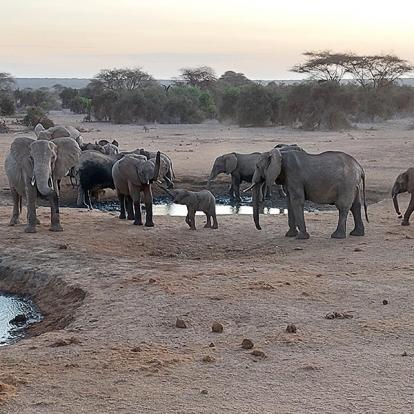 Elephants à Amboseli Voyage au Kenya de Sybill L.