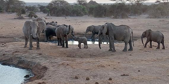 Elephants à Amboseli Voyage au Kenya de Sybill L.