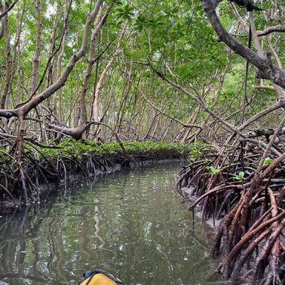 Kayak dans la mangrove Voyage en Guadeloupe de Gilles B.