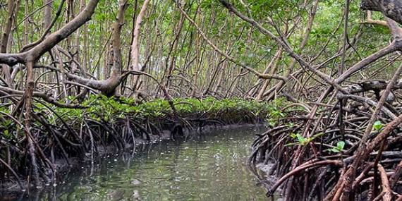 Kayak dans la mangrove Voyage en Guadeloupe de Gilles B.