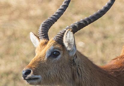 Voyage en Zambie de Bernard P.