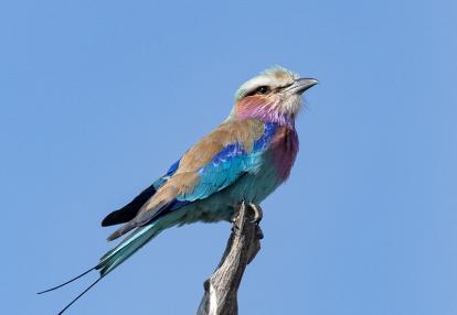 Voyage en Zambie de Bernard P.