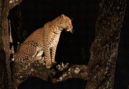 Départ à la chasse Voyage en Zambie de Bernard P.