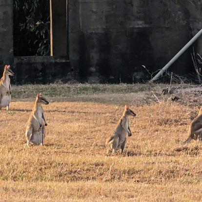 Kangourou avec Joey dans la poche au détour d un chemin Voyage en Australie d'Angeline B.