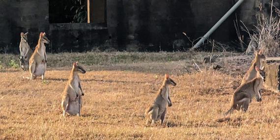 Kangourou avec Joey dans la poche au détour d un chemin Voyage en Australie d'Angeline B.