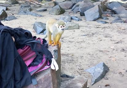 Singes saïmiri à l'ilet la mère Voyage en Guyane de B.D.