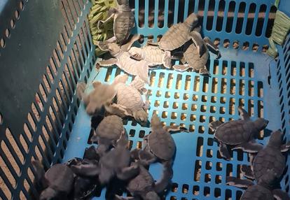 Bébés tortues Voyage en Malaisie d'Isabelle B.