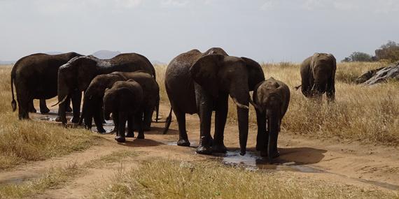 Tanzanie Voyage en Tanzanie de Michel P.