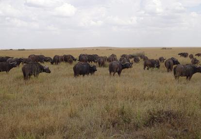 Tanzanie Voyage en Tanzanie de Michel P.