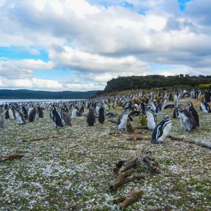 Patagonie - Terre de Feu A Découvrir en Argentine - Ushuaia