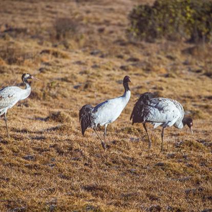 La Vallée de Phobjikha - Grue à col Noire A Découvrir au Bhoutan - La Vallée de Phobjikha