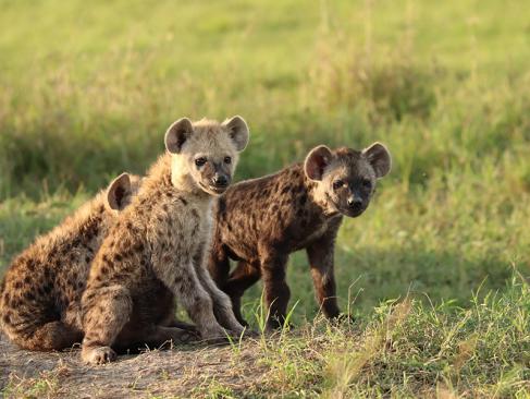 Guide de Voyage du Kenya - La Réserve Nationale de Massaï Mara | Le Voyage Autrement Guide de Voyage du Kenya - La Réserve Nationale de Massaï Mara | Le Voyage Autrement