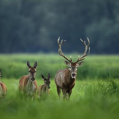 Le Parc de Kopacki Ri A Découvrir en Croatie - Le Parc de Kopacki Ri