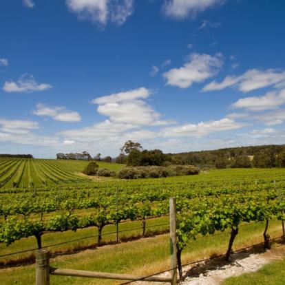 Margaret River - Vignobles A Découvrir en Australie - Margaret River