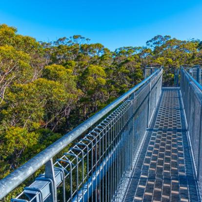 La Vallée des Géants - Tree top Walk A Découvrir en Australie - La Vallée des Géants
