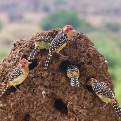 Parc National de Tarangire - Barbets Feast on Termites A Découvrir en Tanzanie - Parc National de Tarangire