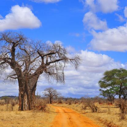 Parc National de Tarangire A Découvrir en Tanzanie - Parc National de Tarangire
