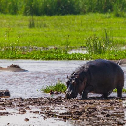 Parc National du lac Manyara A Découvrir en Tanzanie - Le Parc National du lac Manyara