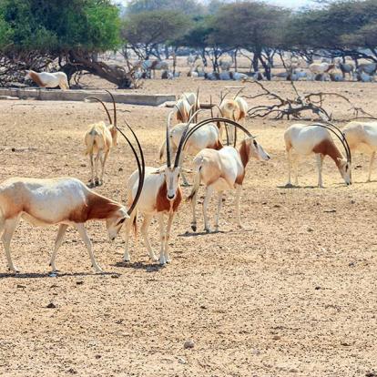 Sir Bani Yas island - oryx A Découvrir aux Emirats Arabes Unis - Sir Bani Yas Island