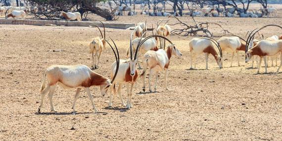 A Découvrir aux Emirats Arabes Unis - Sir Bani Yas Island