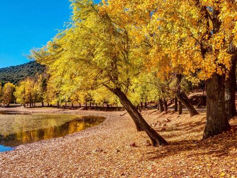 Guide de Voyage du Maroc - La forêt d'Ifrane | Le Voyage Autrement