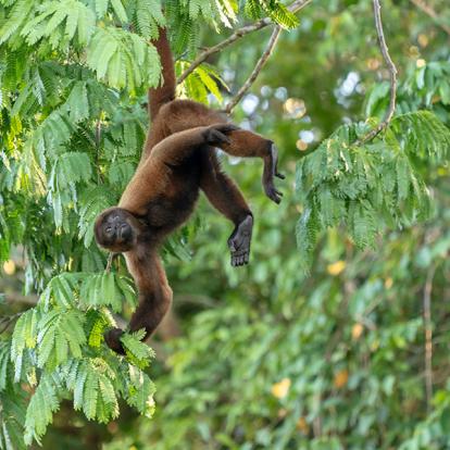 Réserve de Pacaya Samiria - Singe laineux brun A Découvrir au Pérou - La Réserve nationale de Pacaya-Samiria