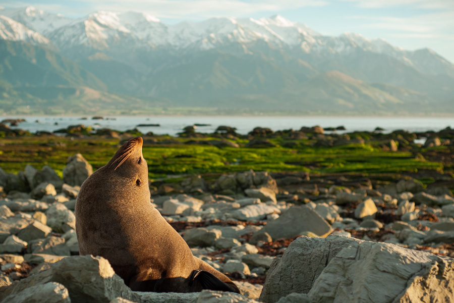 Nouvelle-Zélande - Le Sel Marin et les Monts Enneigés de Kaikoura