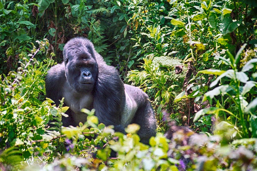 Ouganda - L'Ouganda, la Perle de l'Afrique