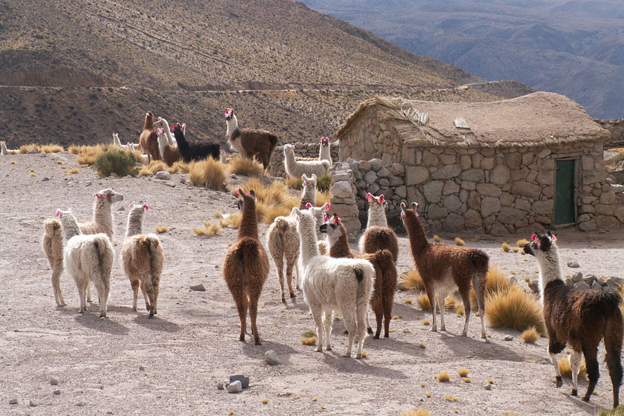 Pérou - La Culture de la Laine de Vigogne
