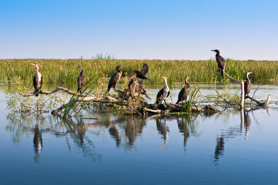 Roumanie - Le Delta du Danube