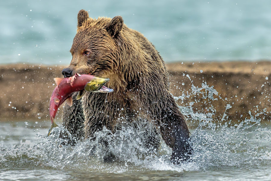 Russie - Le Kamchatka, Terre d'Ours et de Volcans